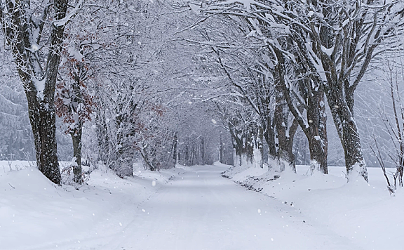 林荫小道,大雪纷飞 4K超高清分辨率3840*2160视频素材免费下载
