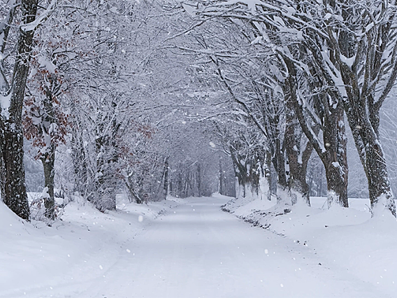 林荫小道,大雪纷飞 4K超高清分辨率3840*2160视频素材免费下载